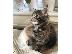 PoulaTo: Maine Coon γατάκια προς πώληση